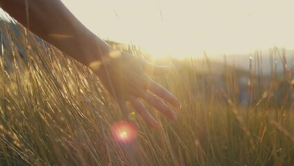 the girl runs her hand over the tall grass and touches it while walking through the fields in the sunset light.