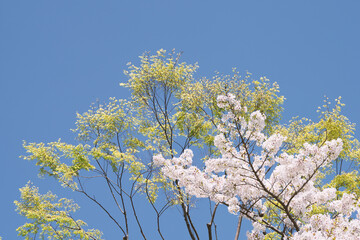 桜