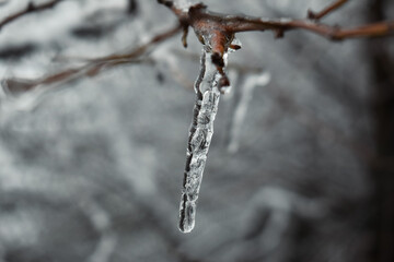 icicles on a branch