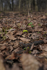 A green sprout spreads leaves among dry brown leaves on the ground in early spring. Sprouting of trees, shrubs and grasses in the wild. Close-up, blurred natural background, selective focus.