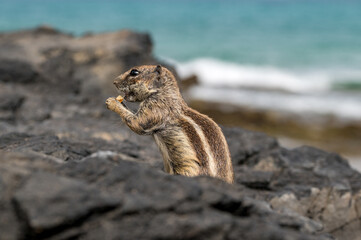 Barbary ground squirrel, atlantoxerus getulus, invasive species scavenging for food amongst rocks, Costa Calma, Fuerteventura