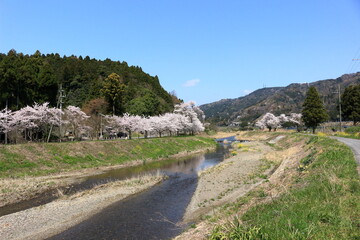 Obraz premium 木之本の余呉川沿いに咲く桜