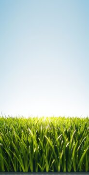 A Field of Fresh green grass background, Good Weather, Summer Season, Graphic for mobile device