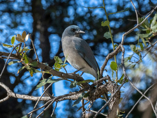 A Mexican jay (Aphelocoma wollweberi), in a tree in the Chiricahua National Monument, Arizona