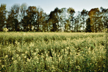 Obraz premium field of flowers
