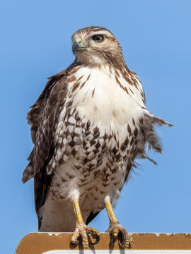 A young red-tailed hawk (Buteo jamaicensis), on a sign near Whitewater Draw, Coronado National Forest, Arizona