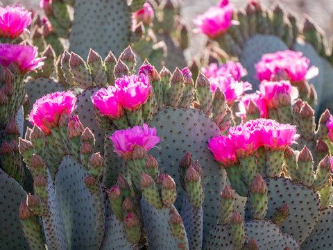 A beavertail pkicklypear cactus (Opuntia basilaris), in bloom at Thong Chul, Tucson, Arizona
