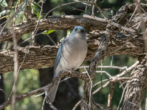 A Mexican jay (Aphelocoma wollweberi), in a tree in the Chiricahua National Monument, Arizona, Arizona