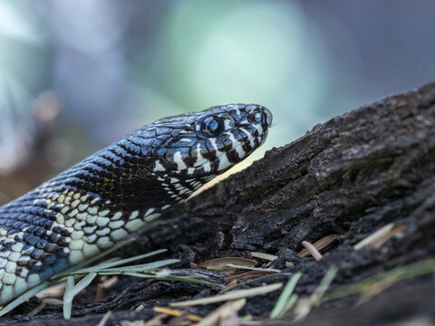 Adult California kingsnake (Lampropeltis californiae), Thong Chul, Tucson, Arizona, Arizona