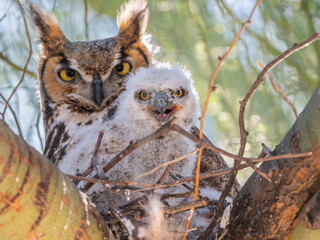 An adult great horned owl (Bubo virginianus), with chick sitting on a nest in Madera Canyon, southern Arizona, Arizona