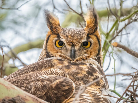 An adult great horned owl (Bubo virginianus), sitting on the nest in Madera Canyon, southern Arizona, Arizona