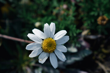 white daisy flower