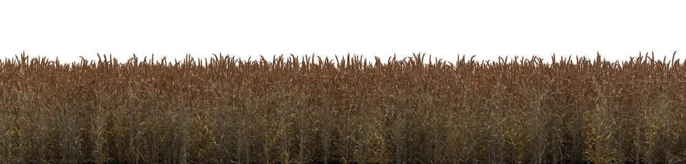 a wheat field on a transparent background - 3D Illustration