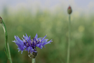 cornflower in the field