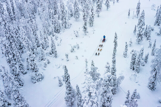 Aerial view of tourists dog sledding in the snowy forest, Lapland, Finland