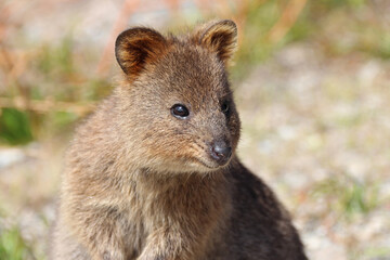 Naklejka premium quokka at rottnest island (australia) 
