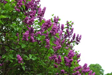 Fototapeta premium Syringa vulgaris. Purple flowers of blooming lilac.