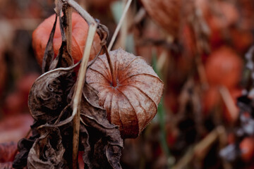 autumn leaves on the ground