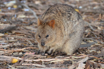 quokka at rottnest island (australia) 