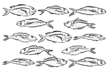 Set of fish silhouettes, vintage line drawing or etching illustration