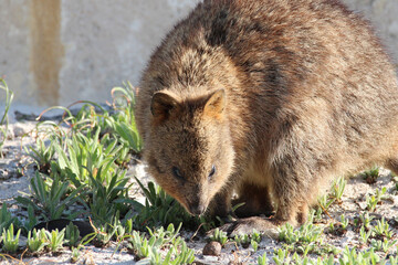 quokka at rottnest island (australia) 