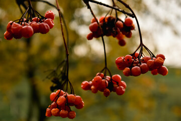 red berries on a branch