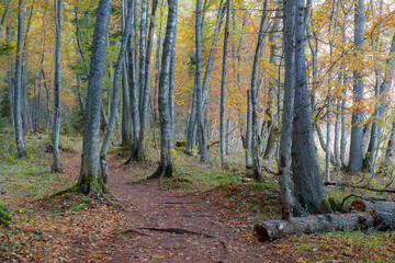 Forest at fall season. Baltic sea shore.