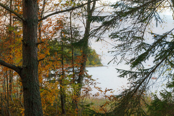 Obraz premium Forest at fall season. Baltic sea shore.