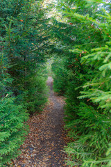 Narrow forest trail through evergreen fir trees. Fall season.