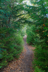 Narrow forest trail through evergreen fir trees. Fall season.