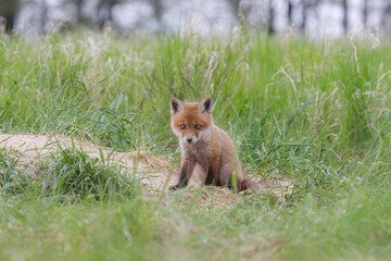 Fuchswelpe am Fuchsbau