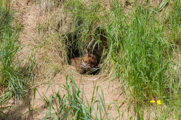 Fuchswelpe am Fuchsbau