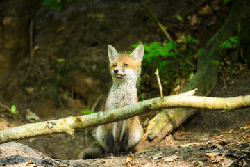 Fuchswelpe am Fuchsbau