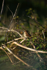 gorrión en un arbusto 