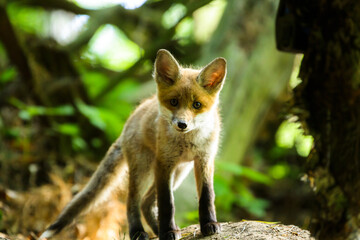 Fuchswelpe am Fuchsbau