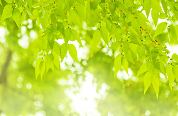 Fototapeta na wymiar エコイメージー新緑の葉の背景