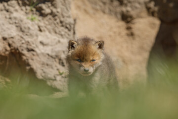 Fuchswelpe am Fuchsbau
