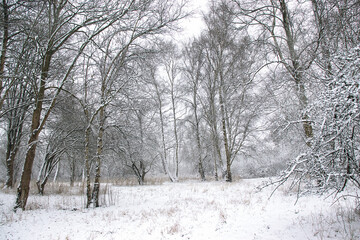 Fototapeta na wymiar Winter snowy forest. Trees in the snow. High quality photo