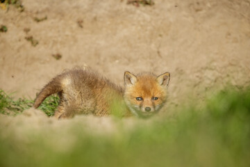 Fuchswelpe am Fuchsbau