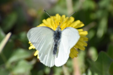 Fototapeta premium White butterfly jumping from flower to flower