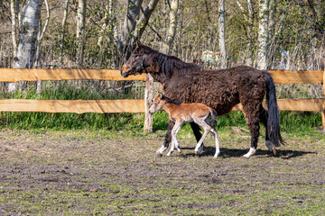 Zu Besuch auf dem Pferdehof in Zingst.