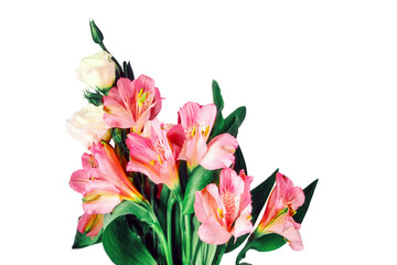Obraz premium Bouquet of pink inca lilies, isolated on a white background