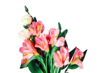 Bouquet of pink inca lilies, isolated on a white background