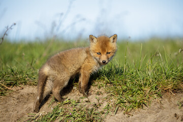Fuchswelpe am Fuchsbau