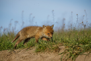 Fuchswelpe am Fuchsbau