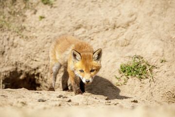 Fuchswelpe am Fuchsbau