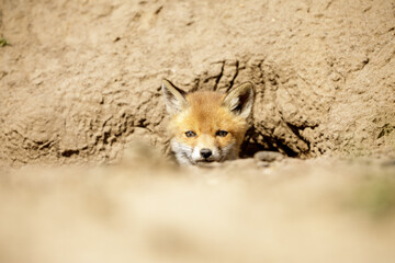 Fuchswelpe am Fuchsbau