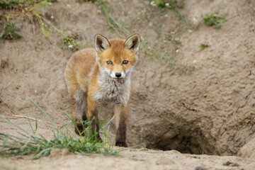 Fuchswelpe am Fuchsbau
