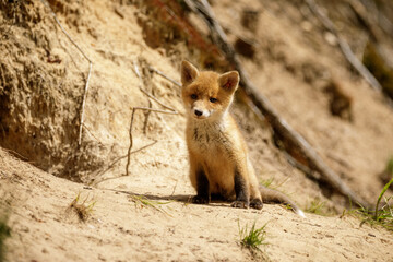 Fuchswelpe am Fuchsbau