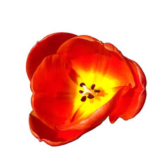 Tulip red isolated on a white background. Red flower at dusk, isolated on a white background